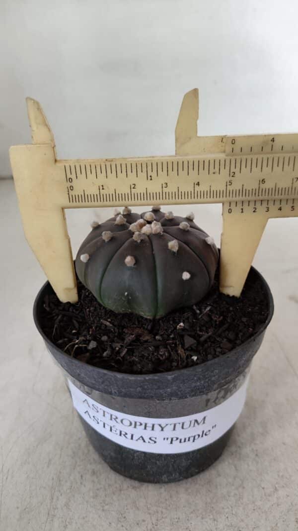 ASTROPHYTUM ASTERIAS “Purple”  Nº 909 – vaso 09 - Imagem 1