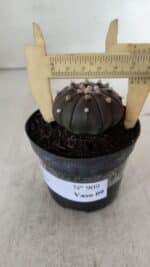 ASTROPHYTUM ASTERIAS “Purple”  Nº 909 – vaso 09 - Imagem 6