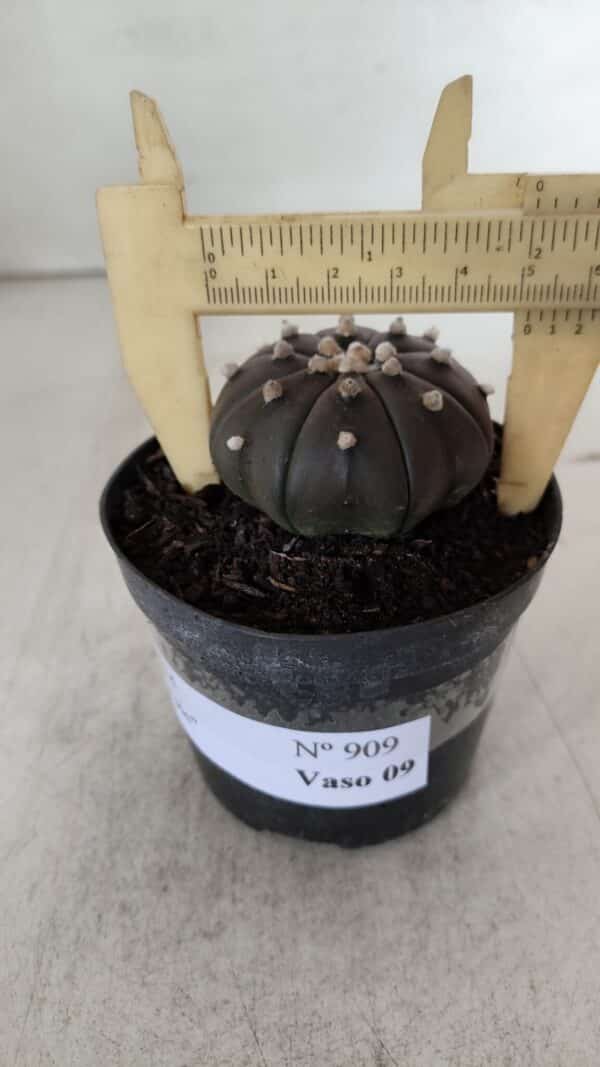 ASTROPHYTUM ASTERIAS “Purple”  Nº 909 – vaso 09 - Imagem 6