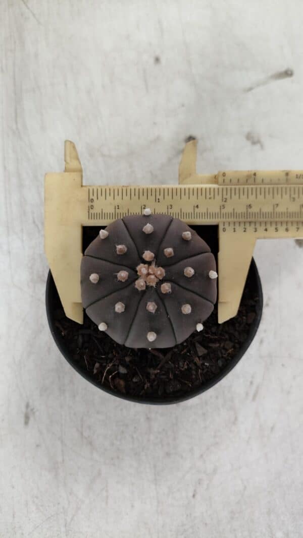 ASTROPHYTUM ASTERIAS “Purple”  Nº 909 – vaso 09 - Imagem 5