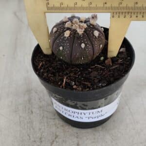 ASTROPHYTUM ASTERIAS “Purple” Nº 915 – vaso 09