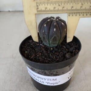 ASTROPHYTUM ASTERIAS “Purple” Nº 917 – vaso 09