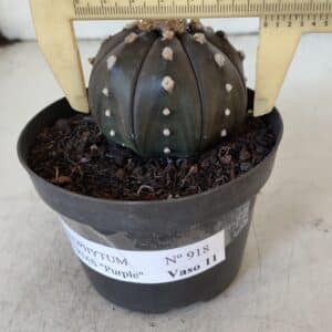 ASTROPHYTUM ASTERIAS “Purple” Nº 918 – vaso 11