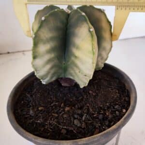 ASTROPHYTUM MYRIOSTIGMA "Variegata" Nº 1020 – vaso 15