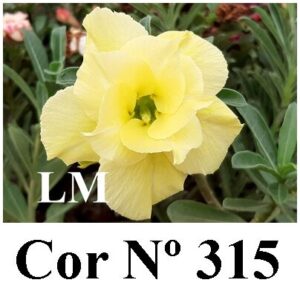 ENXERTO 12018 – 20cm (cor LM 315)