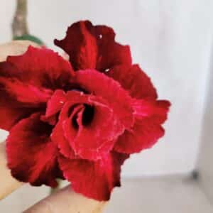 Planta Dobrada 3202 – 30cm – 02 anos