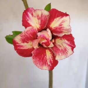 Planta Dobrada 3210 – 40cm – 03 anos