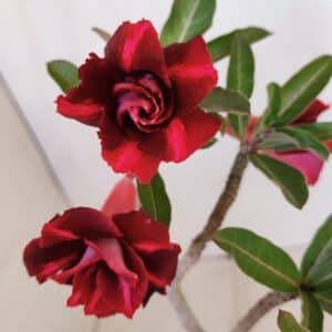 Planta Dobrada 3214 – 30cm – 02 anos