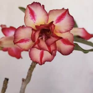 Planta Dobrada 3215 – 30cm – 03 anos