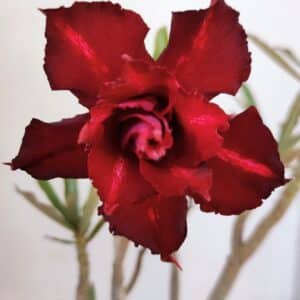 Planta Dobrada 3216 – 30cm – 03 anos
