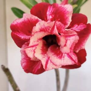 Planta Dobrada 3218 – 40cm – 03 anos