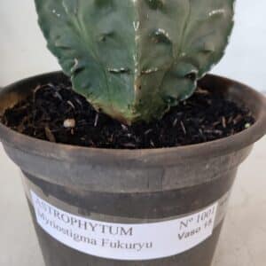 ASTROPHYTUM MYRIOSTIGMA cv FUKURYU Nudum  Nº 1001 – vaso 15