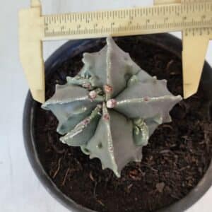 ASTROPHYTUM MYRIOSTIGMA cv FUKURYU "4 QUINAS" Nº 1002 – vaso 15