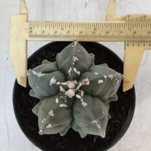 ASTROPHYTUM MYRIOSTIGMA cv FUKURYU Nº 1003 – vaso 11