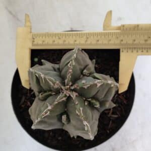 ASTROPHYTUM MYRIOSTIGMA cv FUKURYU Nº 1004 – vaso 15