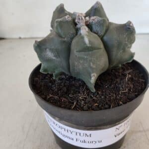 ASTROPHYTUM MYRIOSTIGMA cv FUKURYU Nº 1005 – vaso 11