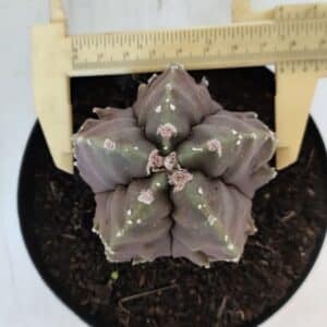 ASTROPHYTUM MYRIOSTIGMA cv FUKURYU Nº 1006 – vaso 15