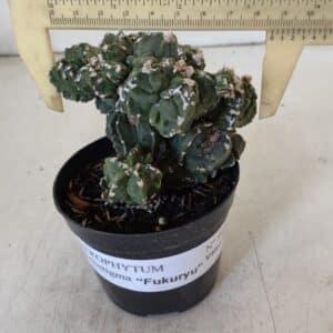 ASTROPHYTUM MYRIOSTIGMA cv FUKURYU "Colonia" Nº 997 – vaso 09