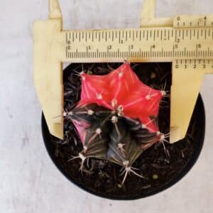 GYMNOCALYCIUM Mihanovichii Variegata Nº 397 – vaso 09