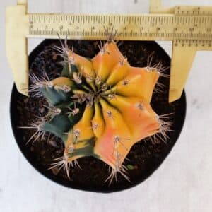 GYMNOCALYCIUM Mihanovichii Variegata Nº 516 – vaso 15