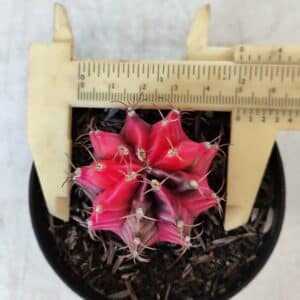 GYMNOCALYCIUM Mihanovichii Variegata Nº 535 – vaso 09