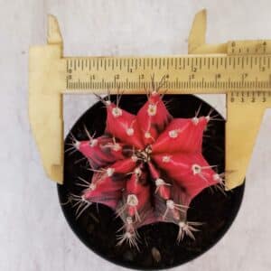 GYMNOCALYCIUM Mihanovichii Variegata Nº 537 – vaso 09