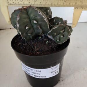 ASTROPHYTUM MYRIOSTIGMA cv FUKURYU "Bicéfalo" Nº 612 – vaso 15