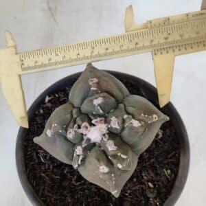 ASTROPHYTUM cv KIKKO "4 Quinas" Nº 1000 – vaso 15
