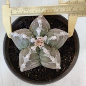 ASTROPHYTUM cv KIKKO Nº 1001 – vaso 15