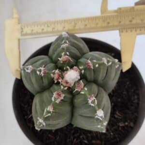 ASTROPHYTUM cv KIKKO Nº 1003 – vaso 15