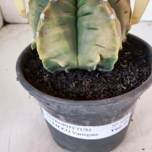 ASTROPHYTUM cv KIKKO "Variegata" Nº 1004 – vaso 15