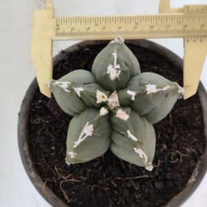 ASTROPHYTUM cv KIKKO Nº 1005 – vaso 15
