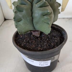 ASTROPHYTUM cv KIKKO Nº 1007 – vaso 15