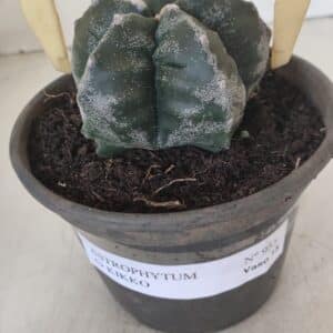 ASTROPHYTUM cv KIKKO Nº 955 – vaso 15