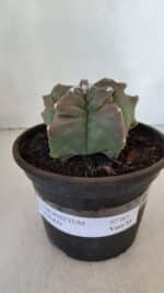 ASTROPHYTUM cv KIKKO  Nº 963 – vaso 15 - Imagem 2