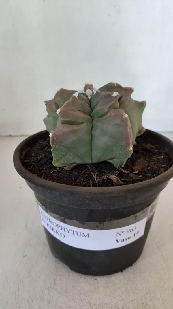 ASTROPHYTUM cv KIKKO  Nº 963 – vaso 15 - Imagem 2