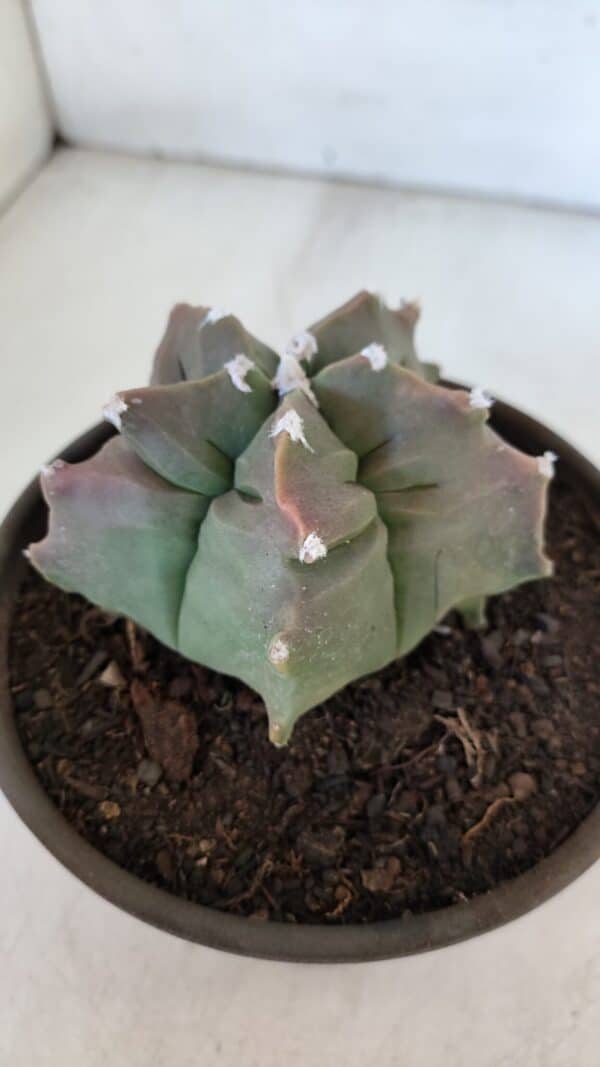 ASTROPHYTUM cv KIKKO  Nº 963 – vaso 15 - Imagem 8