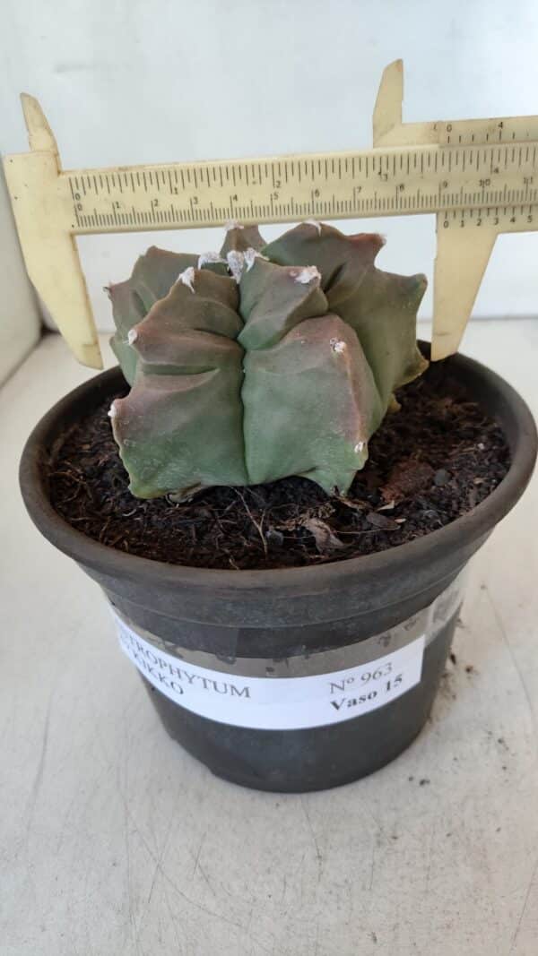 ASTROPHYTUM cv KIKKO  Nº 963 – vaso 15 - Imagem 5