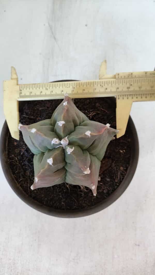 ASTROPHYTUM cv KIKKO  Nº 963 – vaso 15 - Imagem 1