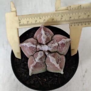 ASTROPHYTUM cv KIKKO  Nº 965 – vaso 09