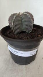 ASTROPHYTUM cv KIKKO  Nº 970 – vaso 15 - Imagem 2
