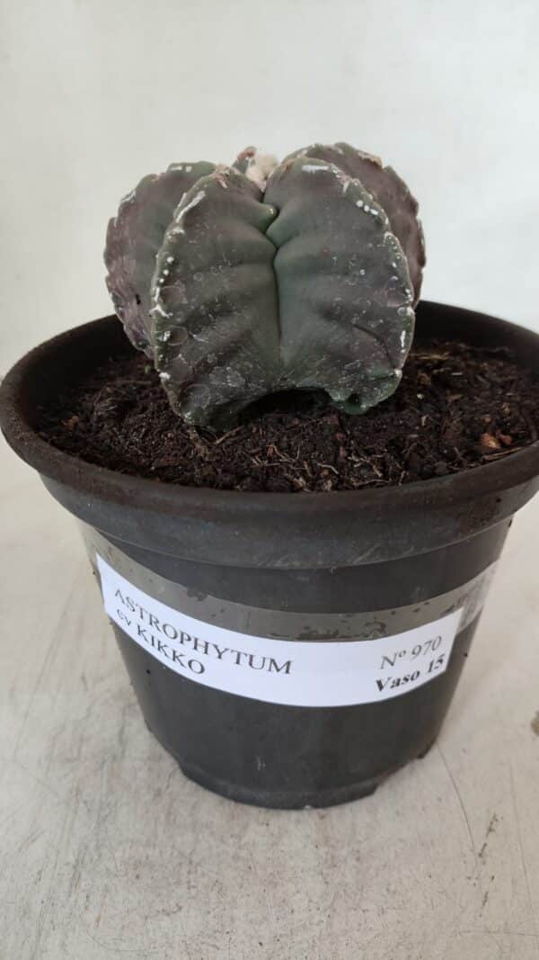ASTROPHYTUM cv KIKKO  Nº 970 – vaso 15 - Imagem 2