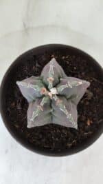 ASTROPHYTUM cv KIKKO  Nº 970 – vaso 15 - Imagem 3