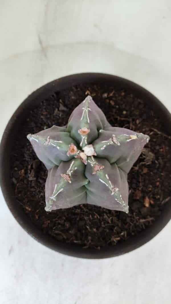 ASTROPHYTUM cv KIKKO  Nº 970 – vaso 15 - Imagem 3
