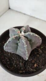 ASTROPHYTUM cv KIKKO  Nº 970 – vaso 15 - Imagem 10