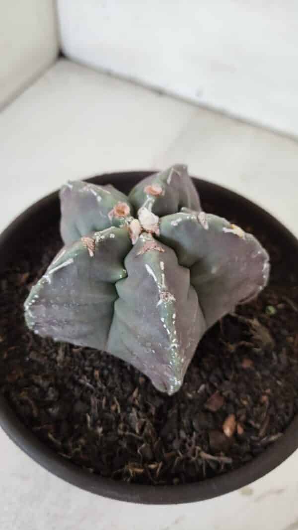 ASTROPHYTUM cv KIKKO  Nº 970 – vaso 15 - Imagem 10
