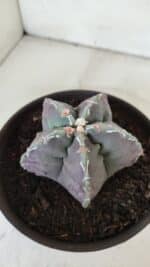 ASTROPHYTUM cv KIKKO  Nº 970 – vaso 15 - Imagem 9