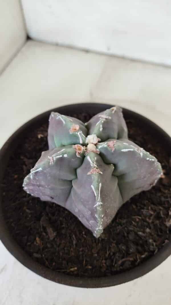 ASTROPHYTUM cv KIKKO  Nº 970 – vaso 15 - Imagem 9