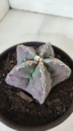ASTROPHYTUM cv KIKKO  Nº 970 – vaso 15 - Imagem 8