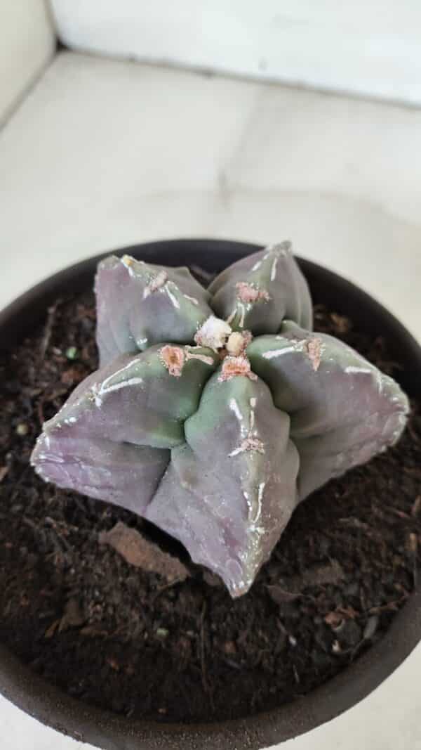 ASTROPHYTUM cv KIKKO  Nº 970 – vaso 15 - Imagem 8